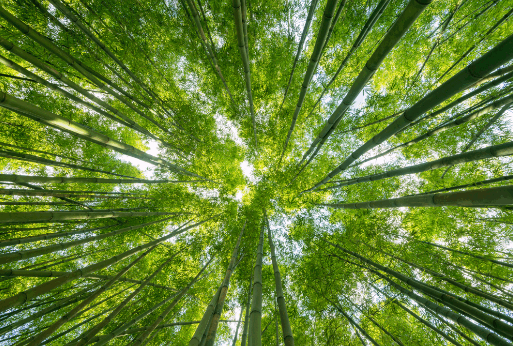 Innovative Solution Helps Corporations Achieve CSR / ESG Goals and Solve Excess Inventory Problems