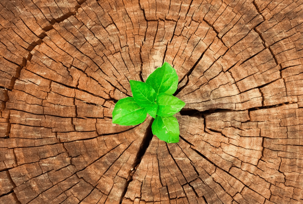 Circular Economy Leadership Canada Welcomes The Charity Hub as a New Network Partner