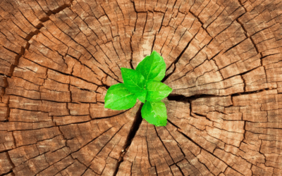 Circular Economy Leadership Canada Welcomes The Charity Hub as a New Network Partner