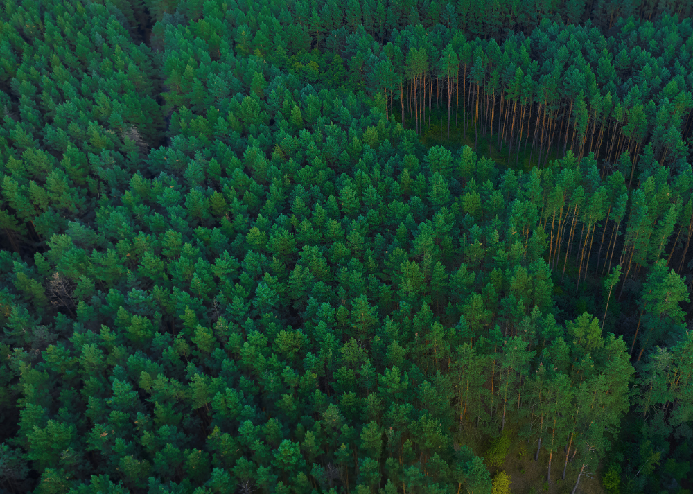 overhead view of forest